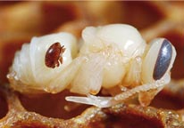Varroa_web